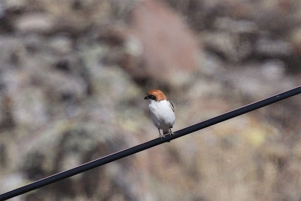 Woodchat Shrike